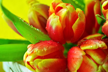 Naklejka premium Floral easter background. Bouquet of fresh flowers of red yellow blooming tulips with green leaf and blob of dew in wicker basket on bright yellow background. Macro. Selective focus