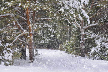 Winter green pine forest with path with large snow drifts under heavy snowfall. Horizontal frame