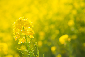 菜の花畑
