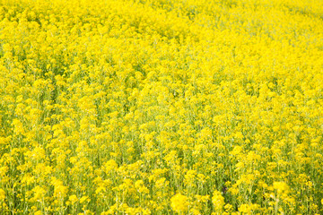 菜の花畑
