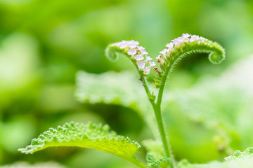 Alacransillo, Indian Heliotrope,flowers on tree in the garden.