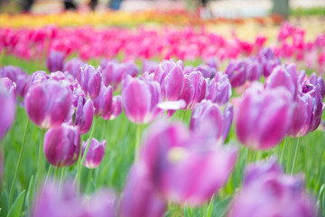 満開のチューリップ