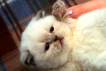 Portrait of a cute white kitten. Little kitten in female hands. Background of domestic animals. White fluffy kitten close up. Horizontal, cropped shot. Concept of pets.