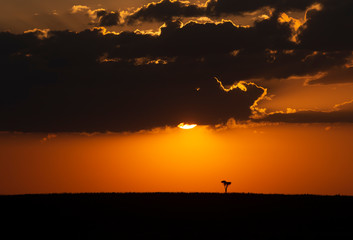 Very colourful setting sun over Masai Mara Plains, Kenya,Africa,