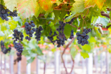 Purple grapes hang from the grapes on the farm.