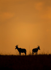 Silhouette of Topi pair  on the backdrop of colourful sky at Masai Mara, Africa, Kenya