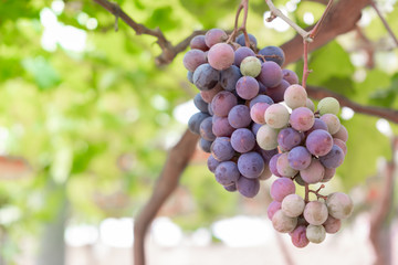 Purple grapes hang from the grapes on the farm.