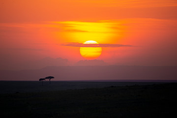 Very colourful setting sun over Masai Mara Plains, Kenya,Africa,