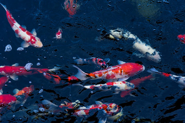 Koi swimming in a water garden,fancy carp fish,koi fishes,Koi Fish swim in pond.Isolate background is black.Fancy Carp or Koi Fish are red,orange.