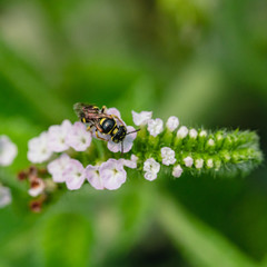 Alacransillo, Indian Heliotrope,flowers on tree in the garden.