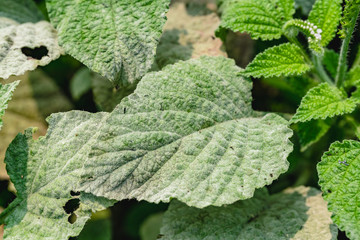 Powdery mildew, a garden fungus disease, on green leaves.