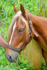 Portrait of a Puerto Rican paso fino horse with a long blond mane and the striking tiger eye variant only found in the eyes of Puerto Rican horses.  Utuado, Puerto Rico, USA.