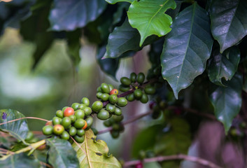 Arabica coffee berrys ripening on tree in North of Thailand, Blur background.
