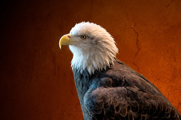  Close portrait of a bald eagle on red destructured