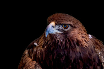A close portrait of a golden eagle on a black background