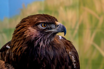 A close portrait of a golden eagle on a forest background