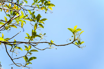 avocados growing on tree in orchard, young tree bearing fruit, avocado on tree,low angle view