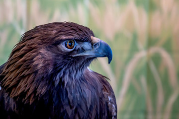 A close portrait of a golden eagle on a forest background 