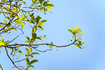 avocados growing on tree in orchard, young tree bearing fruit, avocado on tree,low angle view