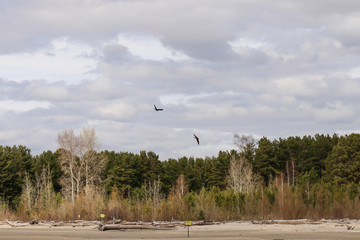 Two kites in the sky over a deserted beach