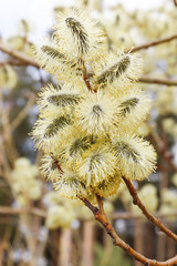 Spring - fluffy blossoming willow inflorescence © ok_fotoday