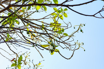 avocados growing on tree in orchard, young tree bearing fruit, avocado on tree,low angle view