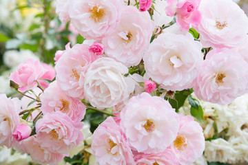 白とピンクの薔薇

