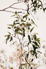 branch of a eucalyptus tree