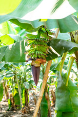 Banana Garden is growing up,Fresh banana is growing up,Banana garden.