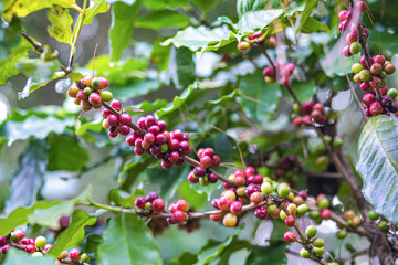 Obraz premium Coffee cherries , coffee beans ripening on coffee tree