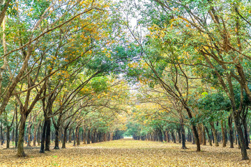 Rubber forest season change leaves. Every year autumn leaves change color in yellow and fall rather new.