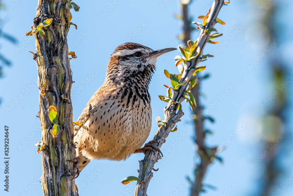 Wall mural Cactus Wren