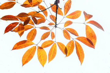 Naklejka premium Rubber leaf deciduous season with white background