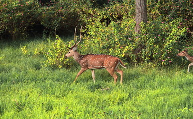 a male chital deer or spotted deer (axis axis) in bandipur national park, karnataka, south india © Rupam