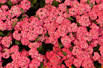 Close up beautiful small pink flowers background.