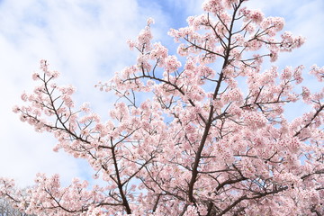 Cherry blossoms in full bloom / In spring, cherry blossoms begin to bloom all over Japan. It is a very fun season for Japanese people to have a banquet under a cherry tree.