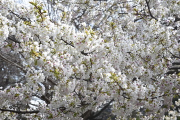Cherry blossoms in full bloom / In spring, cherry blossoms begin to bloom all over Japan. It is a very fun season for Japanese people to have a banquet under a cherry tree.
