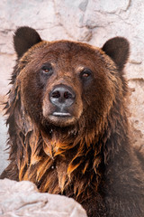 Fototapeta premium Grizzly Bear