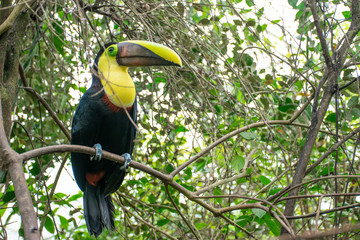 colorful toucan on tree
