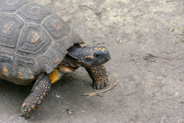 Morrocoy tortoise on land