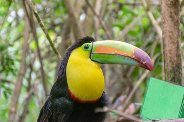 colorful toucan on tree