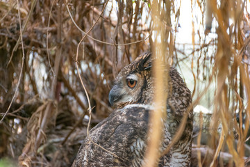 brown owl among the branches