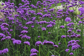 Fototapeta premium Heliotrope Marine - Latin name - Heliotropium arborescens Marine in the garden