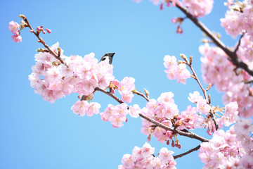 雀と河津桜