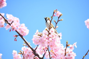 雀と河津桜