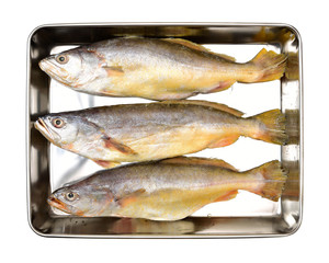 Yellow Croaker Fish On White background 