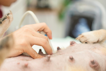 Obraz na płótnie Canvas Veterinary. Close up hand of Veterinarian is doing ultrasound. View the puppy in the dog. Veterinarian doing ultrasound and analyze healthy of animal.