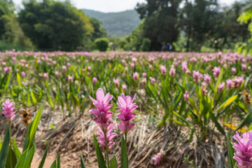  Pink flowers.Siam Tulip.Beautiful field of flower in National Park.