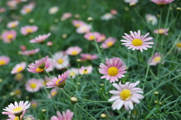 a lot of colorful bloom floral