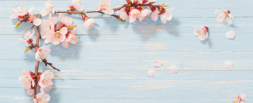 pink cherry flowers on wooden background